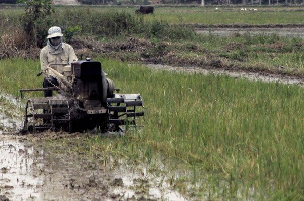 Việt Nam giành giải thưởng của IAEA về đột biến tạo giống lúa